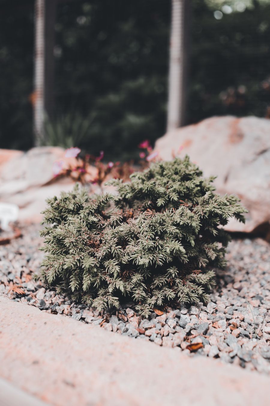 Decorative gravel and landscape stone bed with evergreen shrub and boulders